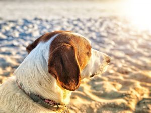 Perro en la playa