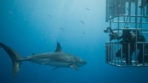 Buceo con tiburones blancos en Sudáfrica