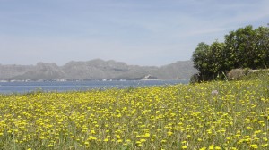 Primavera en Mallorca - Vacaciones diferentes