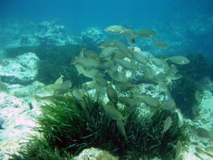 buceo menorca