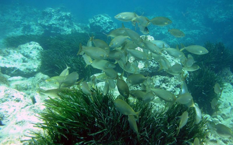 Fondo marino Menorca