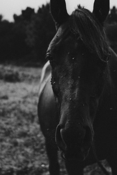 Caballo negro