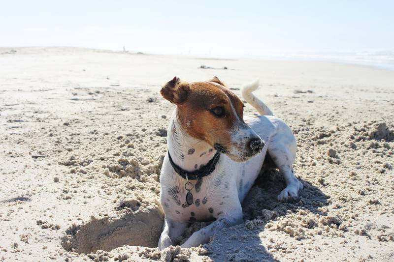 Perrito en la playa