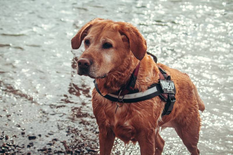 Perro en el mar