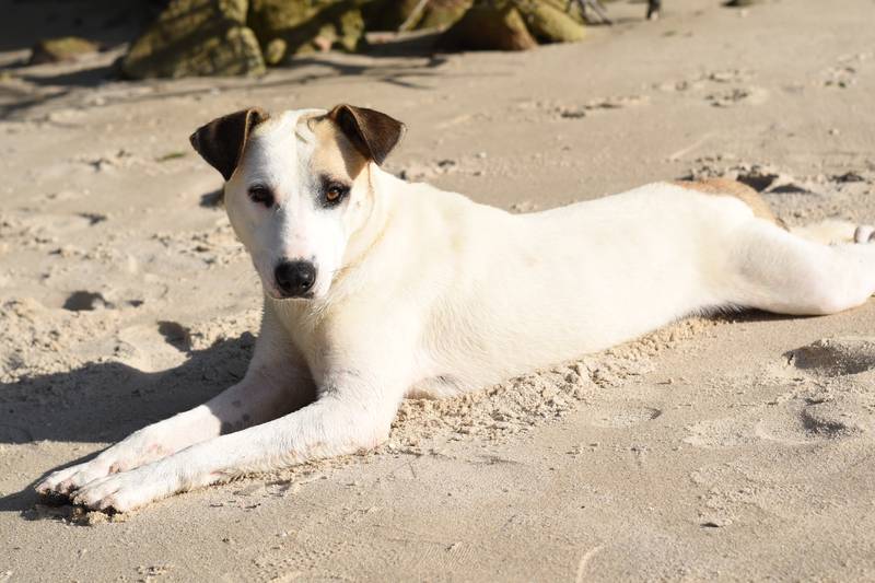 Perro en la playa