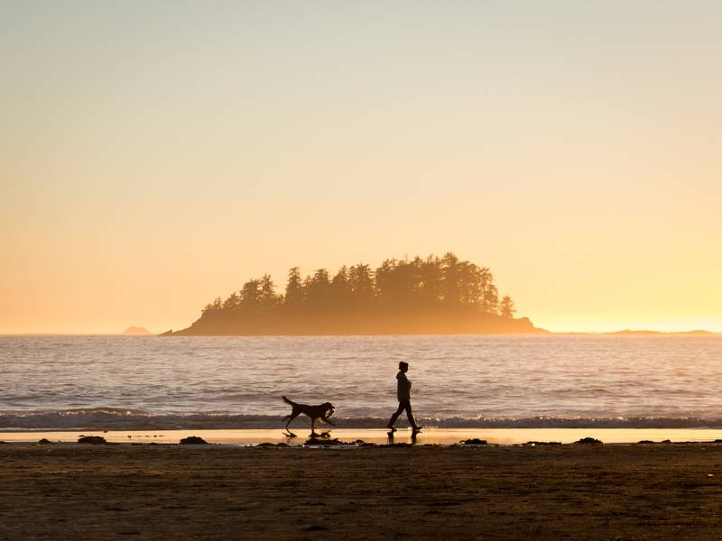 Perro y persona en la playa