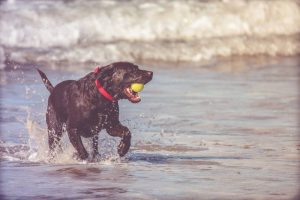 Perro en el agua